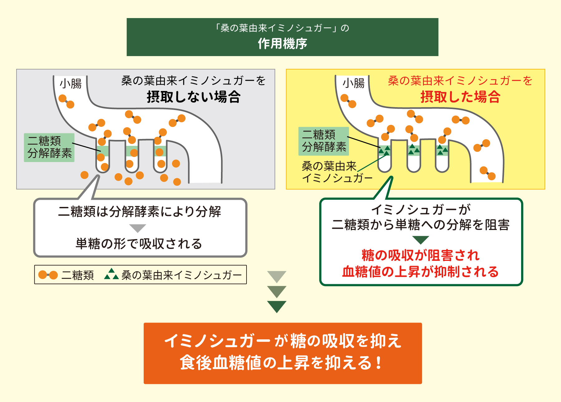「桑の葉由来イミノシュガー」の作用機序